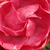Roza - Vrtnice Polianta - Dick Koster